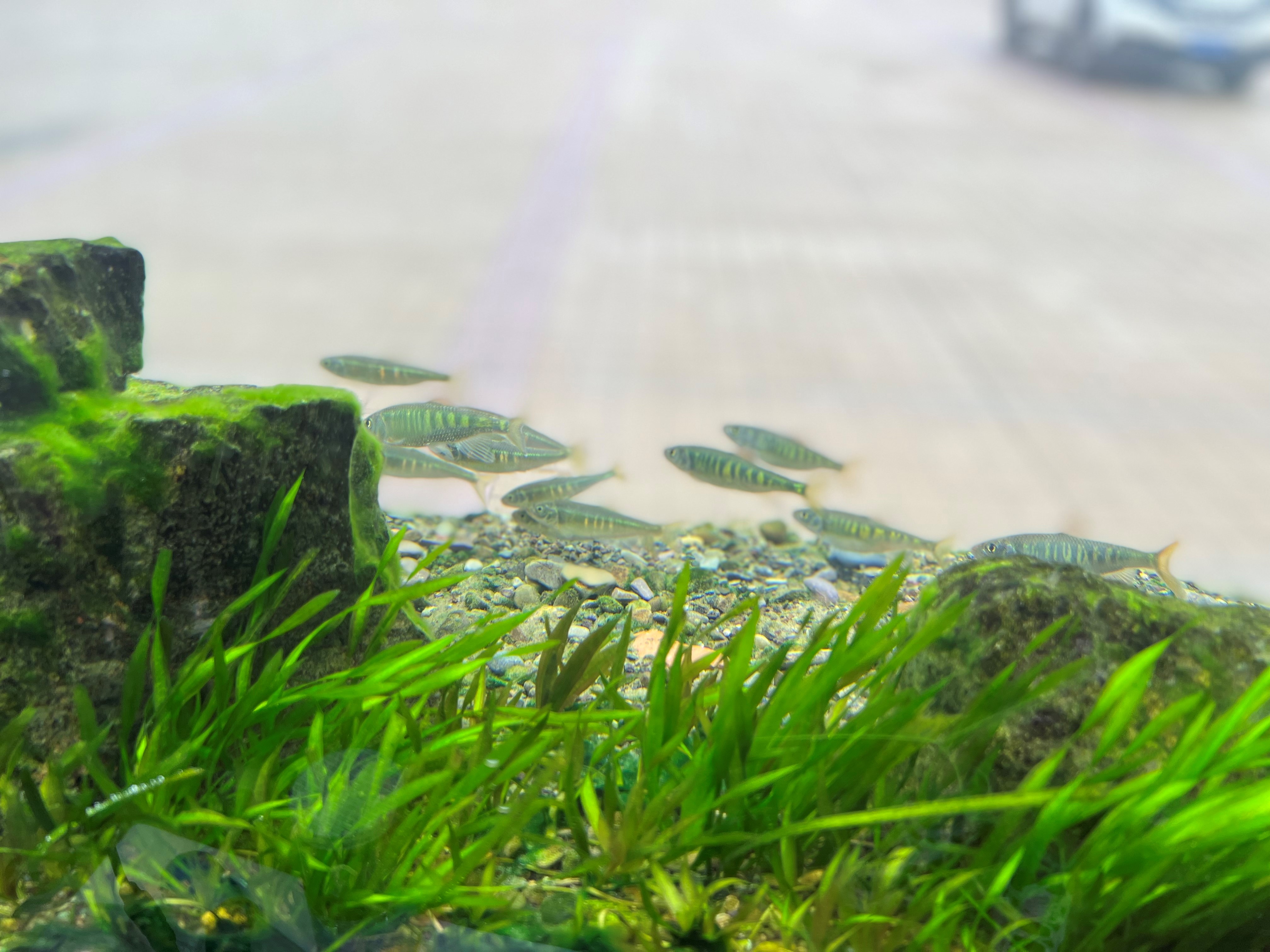 社员们制作的生态缸 社员们制作的生态缸